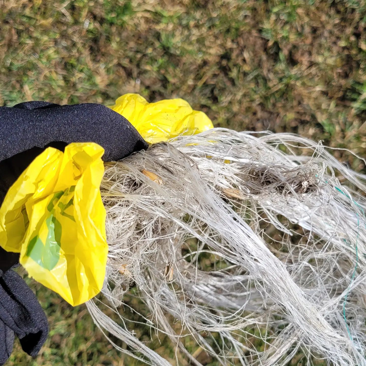 Liebe Gassi- und Spaziergänger, durch den Sturm landen Dinge auf unserer schützenswerten Schwäbischen Alb die der Umwelt und den Tieren schaden, vielleicht kann ich einige motivieren beim Plogging mitzumachen. Einfach Handschuhe und eine Tüte mitnehmen und einsammeln. Damit nicht der nächste Vogel sein Nest aus Müll baut 😉 #Scharenstetten #Schwäbische Alb #Plogging #Wandern #Gassirunde #Scharenstetten.info