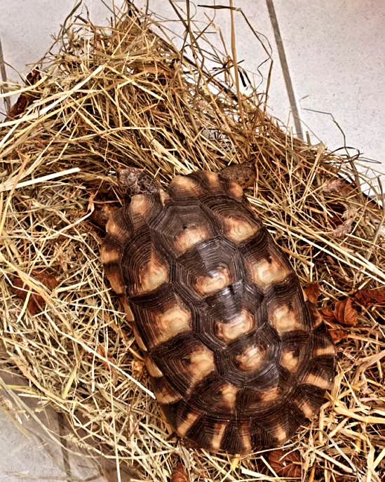 Griechische Landschildkröte in Scharenstetten Osten (Nähe Schafstall) entlaufen, ca 20 cm groß. Sachdienliche Hinweise bitte hier posten. #griechischelandschildkröte #entlaufen #Scharenstetten