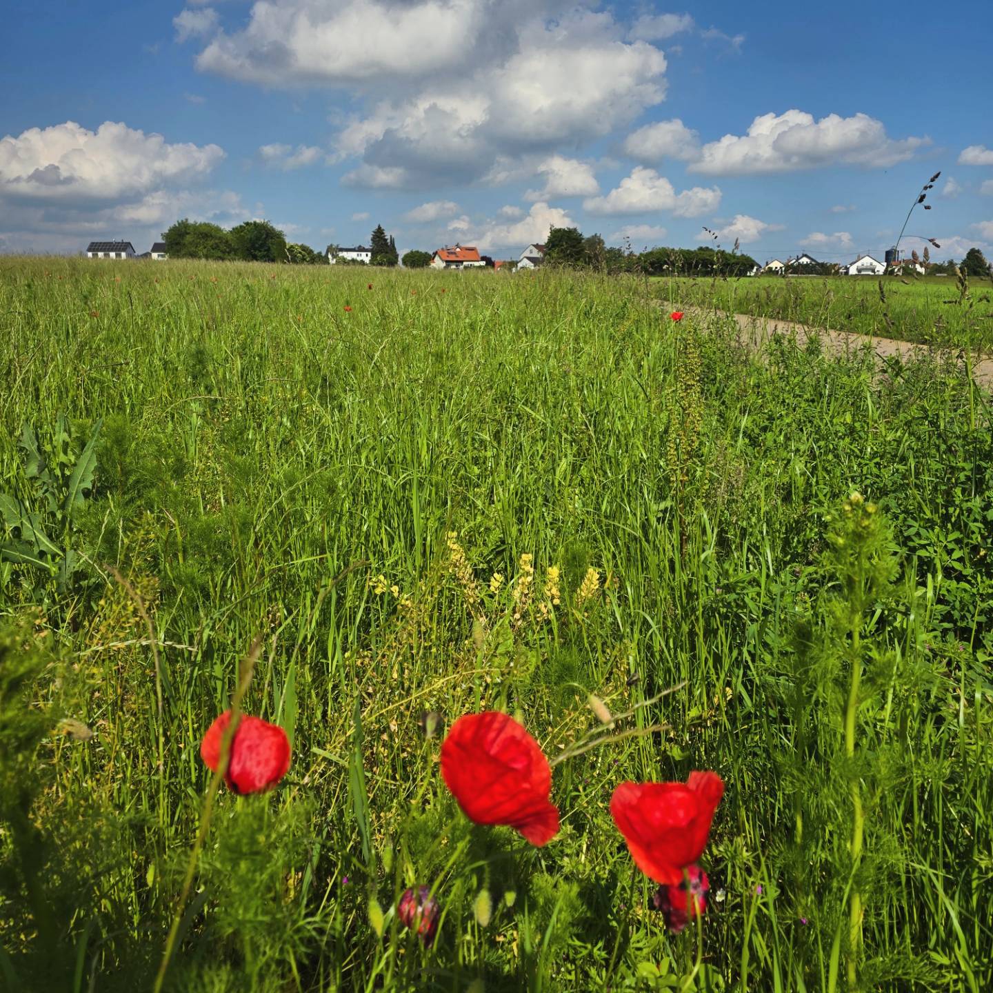 Wir spüren die Sonne wieder #Scharenstetten #Mohn #juni #schwäbischealb